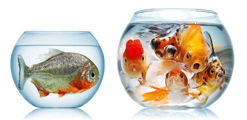gold fish and piranha