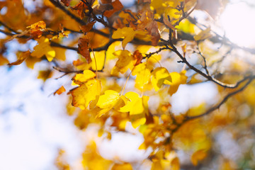 Colorful foliage in the autumn park. Autumn landscape. 