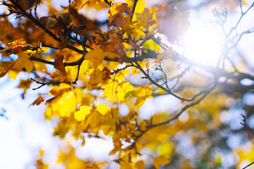 Colorful foliage in the autumn park. Autumn landscape. 