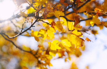 Colorful foliage in the autumn park. Autumn landscape. 
