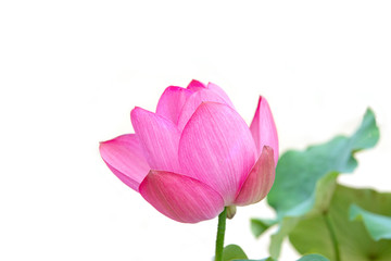 Beautiful pink waterlily or lotus flower isolated on white.