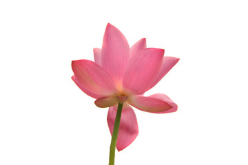 Fototapeta na wymiar Beautiful pink waterlily or lotus flower isolated on white.