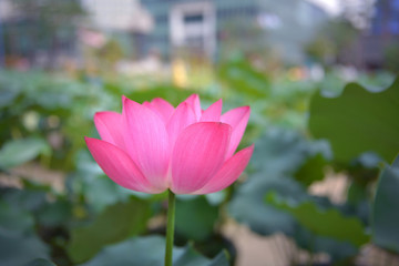 Obraz premium Beautiful pink waterlily or lotus flower with green leaf in pond.