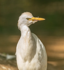portrait of small white egret