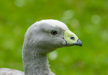 portrait of a goose