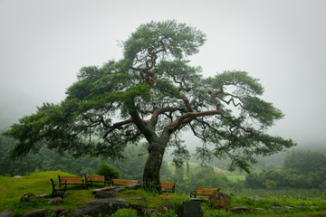 20090915 경북 문경 적성리 말무덤 소나무 최용부촬영 낙동강유역의노거수