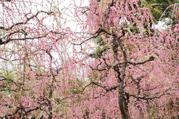 満開の梅の花