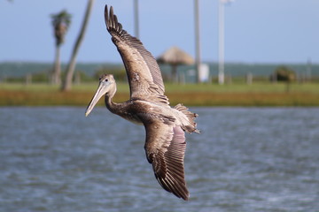 Pelicans diving for their dinner