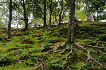 苔に落ちた椿と梅園