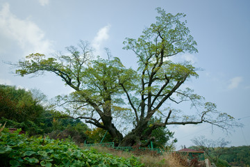20091027 최용부 촬영 경남 김해시 주촌면 이팝나무 낙동강유역의노거수