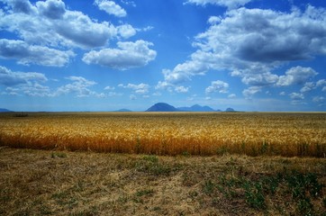 Fototapeta premium field and blue sky