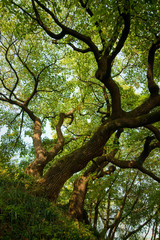 20091027 경남 창원시 신방리 음나무 최용부 낙동강유역의노거수