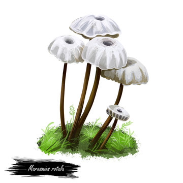 Marasmius rotula, pinwheel or little wheel, collared parachute or horse hair mushroom digital art illustration. Boletus has thin stem and white cap. Mushrooming season, plants growing in forest