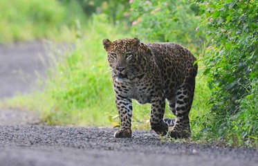 GREAT INDIAN LEOPARD