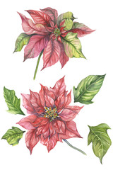 Beautiful poinsettia flower isolated on white background. Flower set. Christmas flower. Watercolor painting. Can be used for New Year and Christmas decor, greeting cards, cloth printing, fabric.