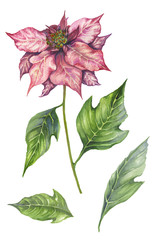 Beautiful poinsettia flower isolated on white background. Flower set. Christmas flower. Watercolor painting. Can be used for New Year and Christmas decor, greeting cards, cloth printing, fabric.