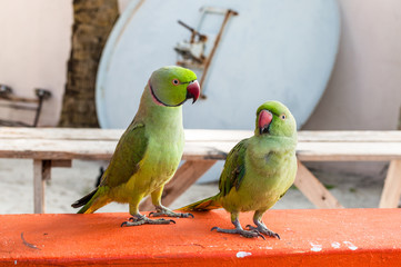 A pair of green parrots are sitting on a parapet on the Maafushi Island, Maldives, Indian Ocean