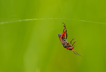 longhorn beetle trapped in spiderweb