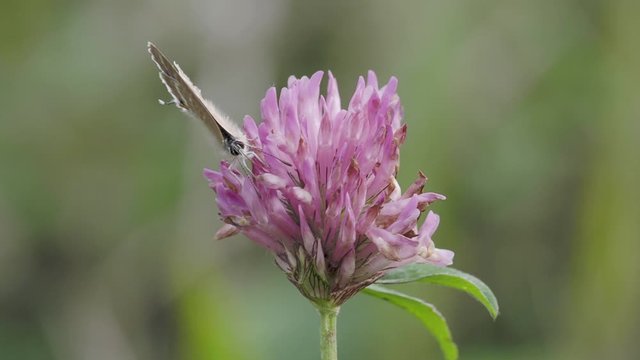 Long-tailed blue butterfly feeding on clover