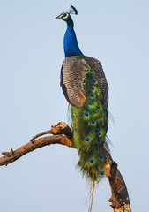INDIAN PEACOCK © Neets