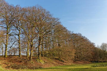 Rotbuchenwald im Herbst