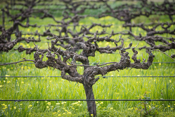 A heavily pruned grape vine in the Barossa Valley, South Australia, home of the worlds oldest continually producing vines © Michael Evans