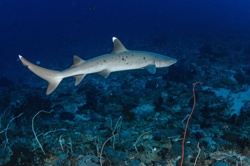 whitetip shark