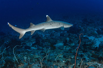 Obraz premium whitetip shark