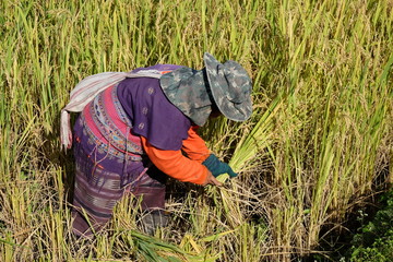 Naklejka na ściany i meble Harvesting season. Farmer harvesting rice at Pa Bong Piang Rice Terraces, Thailand.