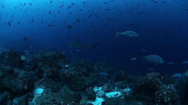 Sharks and fish in underwater marine life of sea creatures in Pacific Ocean. amazing world of wildlife under water of blue lagoon on Galapagos Islands Group.