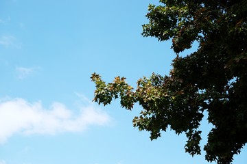 Maple tree with blue sky background.