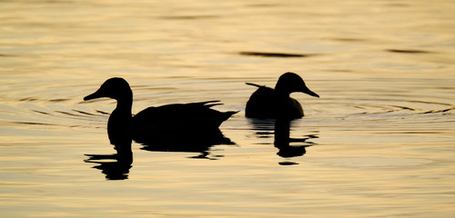 Mallard ducks on lake in evening sun.
