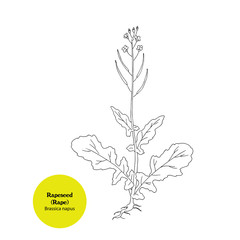 Fototapeta na wymiar Illustration of Brassica napus plant, Rape, Canola, icon, sketch, hand drawing.