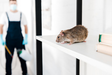 selective focus of small rat near exterminator holding toxic equipment - obrazy, fototapety, plakaty