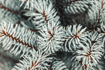 Naklejka na ściany i meble Background a texture furry tree branches for a Christmas card