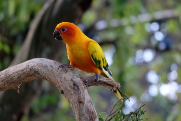 The sun conure parrot, very social birds. Sun parakeet on tree branch.