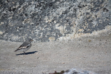 little bird on a stone in the greenlandic tundra