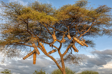 Ethiopian natives traditional collect honey by hanging the bee hives on an acacia tree. Ethiopia,...