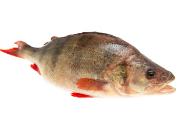 fresh perch fish on a white background