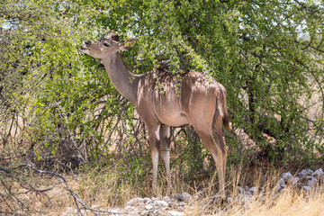 Greater Kudu standing under a tree and eating leaves, Namibia, Africa