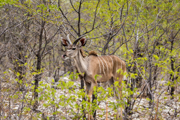 Young male Greater Kudu walking through the bush, Namibia, Africa
