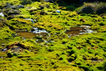 mossy ground with water - Flora and fauna in the greenlandic tundra - Greenland, Ilulissat, July