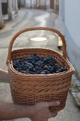 Naklejka na ściany i meble fresh grapes in big basket