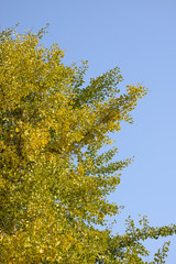 Crown of ginkgo biloba tree against the sky.