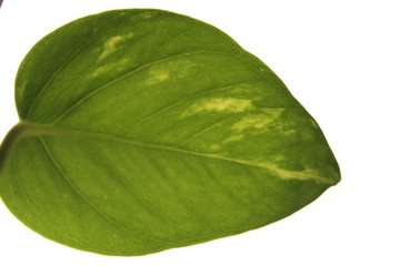 Obraz premium single green leaf with white background in low angle