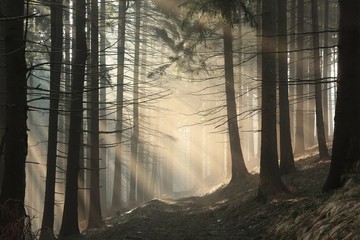 Trail through the forest to the top of the mountain on a sunny autumn morning