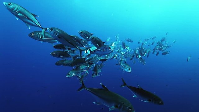 School of tuna fish of one species glisten in underwater marine life of sea creatures in Pacific Ocean on Galapagos Islands Group. Game fish shoal swimming and divided into two groups in fresh water.