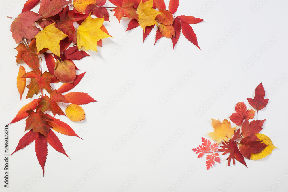 Wall mural autumn leaves on white background