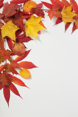 autumn leaves  on white background