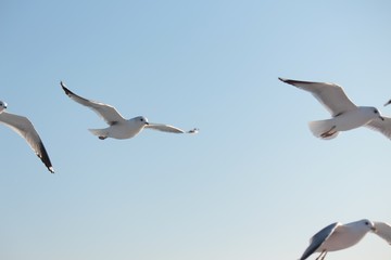 seagull flying in the sky